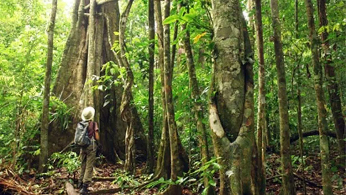 Selva amazonica en riesgo 2